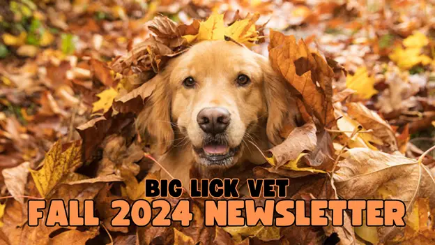 Big Lick Vet Fall 2024 Newsletter