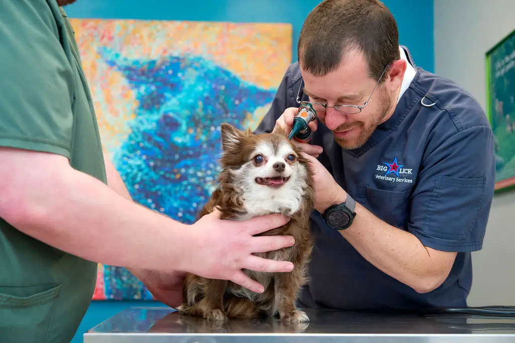 A chihuahua's ears are examined at Big Lick Veterinary Services