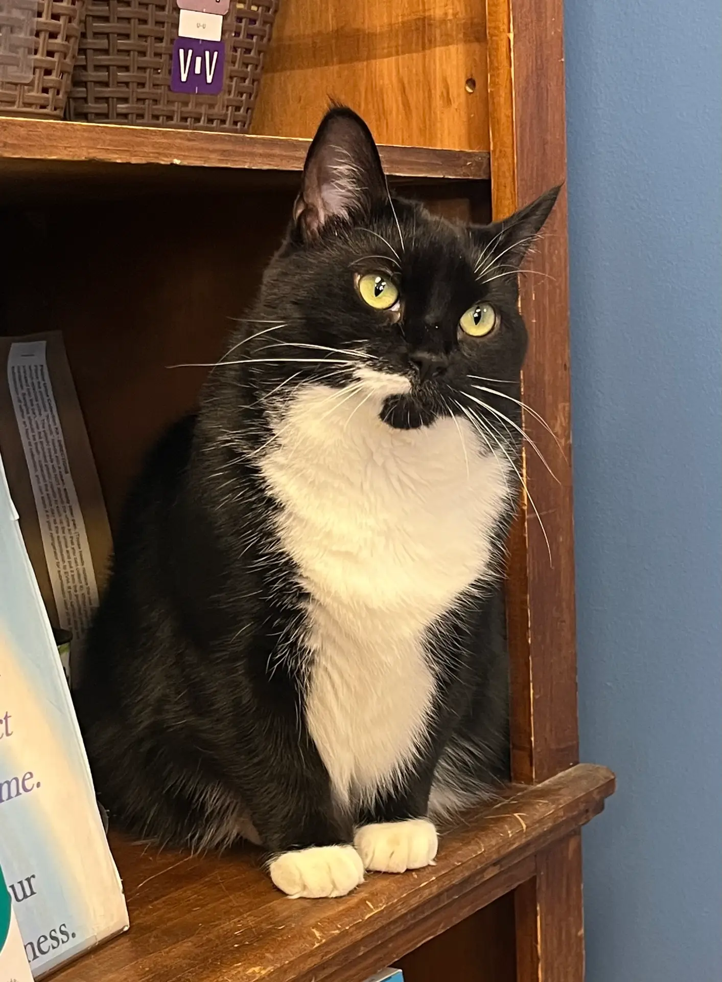 Stella of Eldersburg Veterinary Hospital.