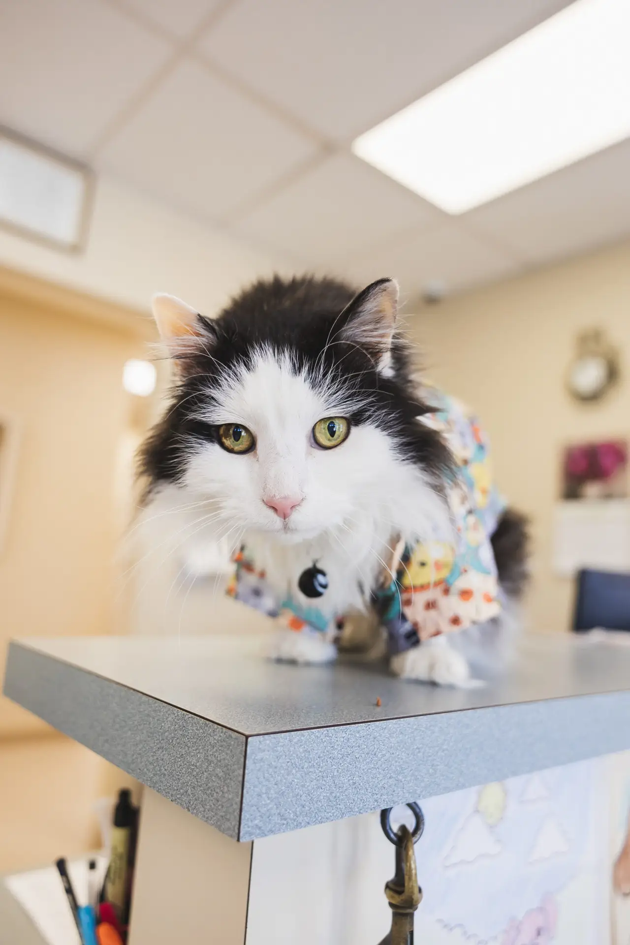 Bernie of Eldersburg Veterinary Hospital.