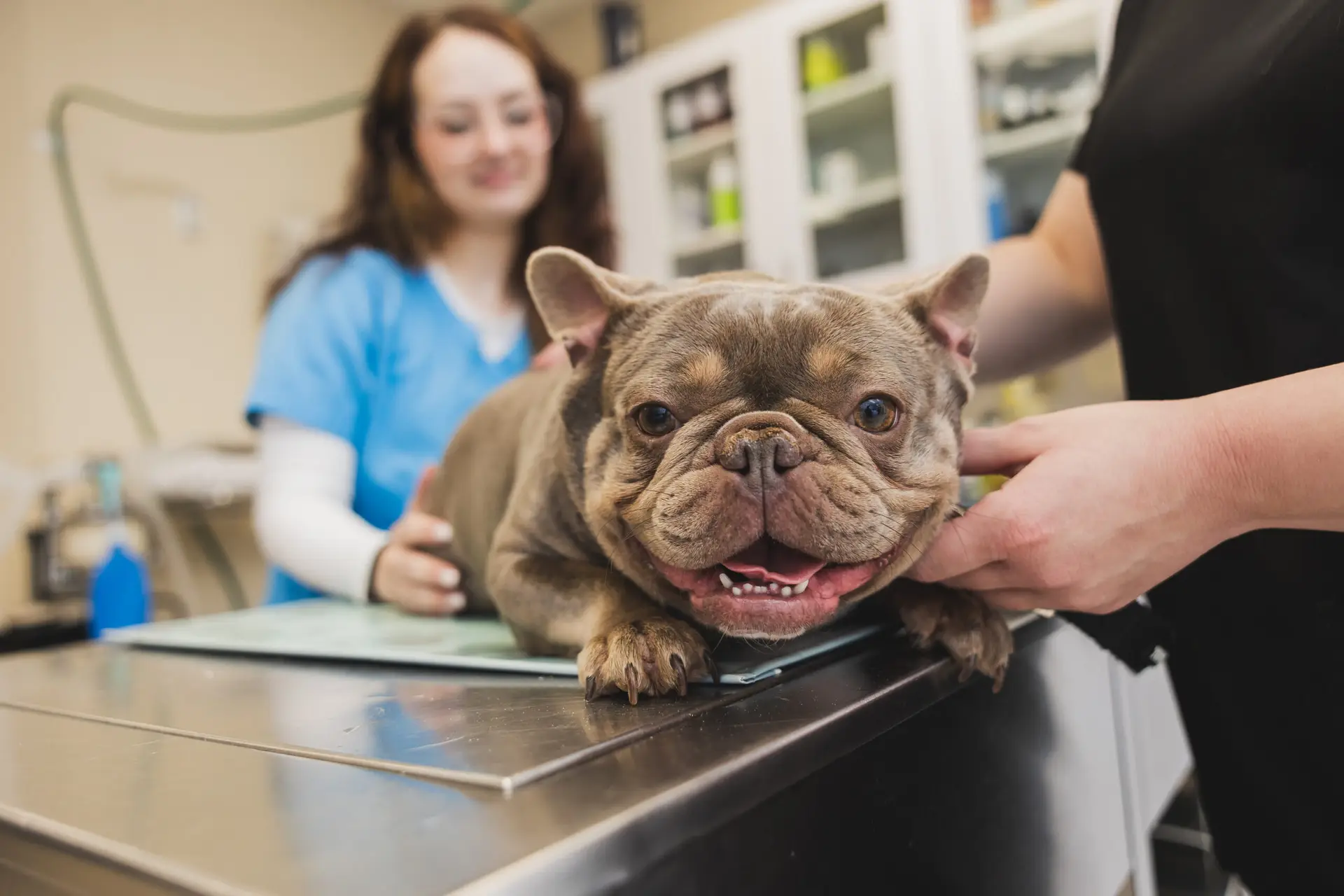 A frenchie lying on a veterinary exam table smiles at the camerar in Eldersburg Veterinary Hospital.