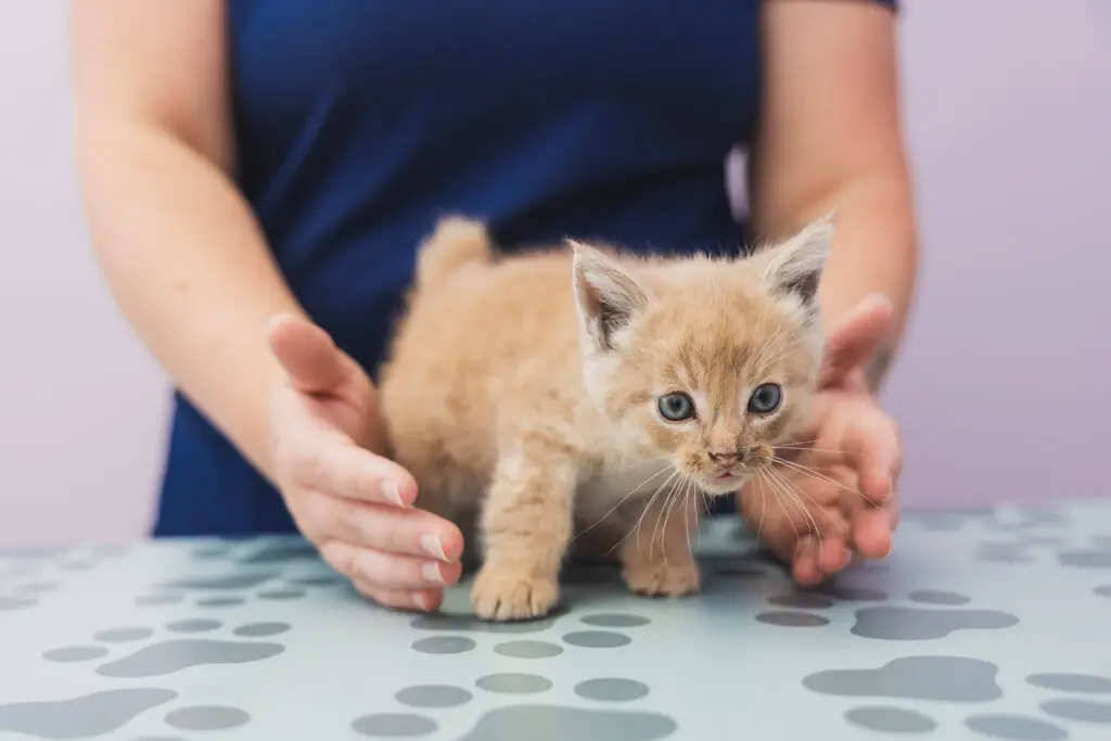 A small orange kitten is examined by veterinarian at Eldersburg Veterinary Hospital.