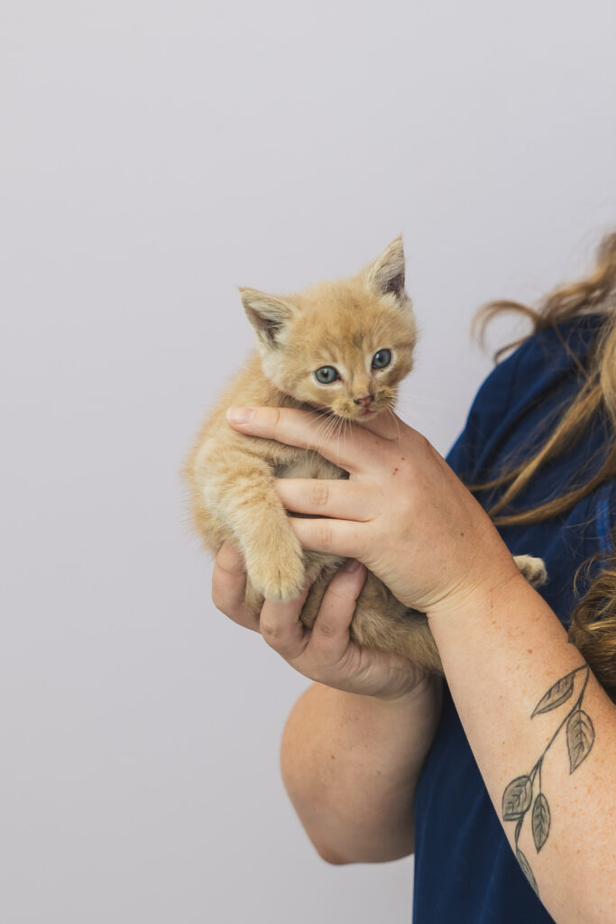 A kitten is held by a veterinarian in Eldersburg, MD.