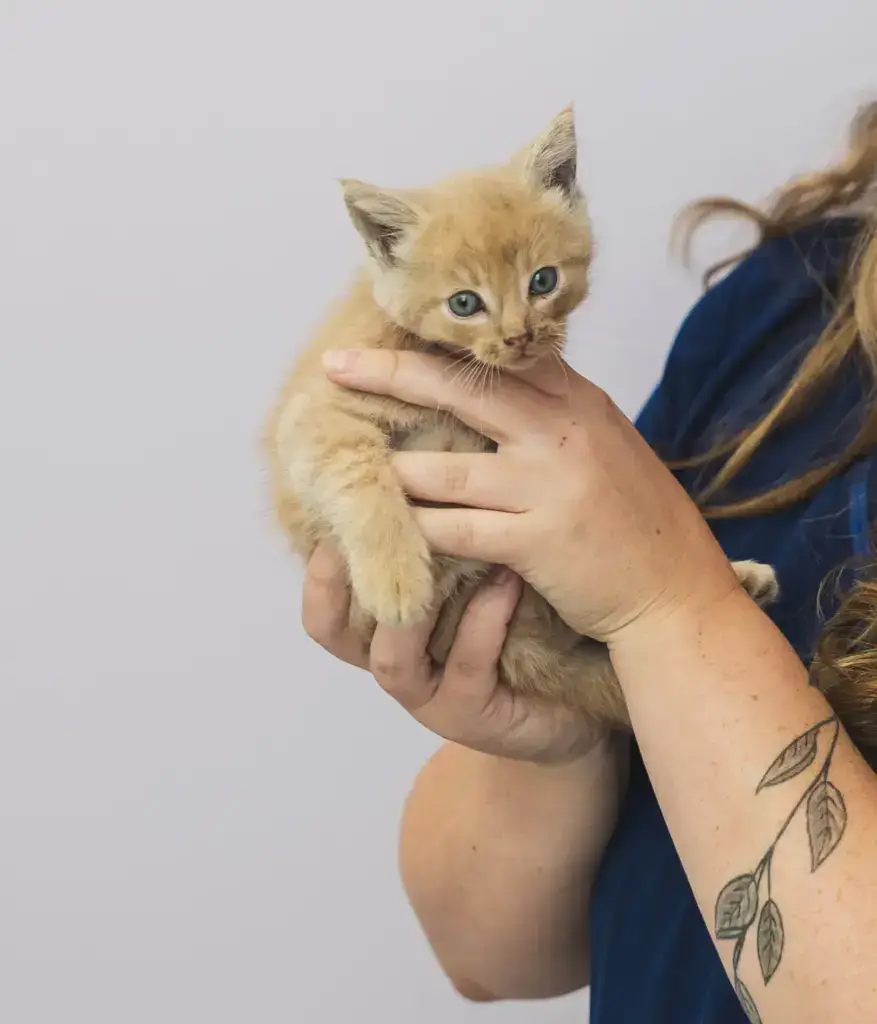 A kitten is held by a veterinarian in Eldersburg, MD.