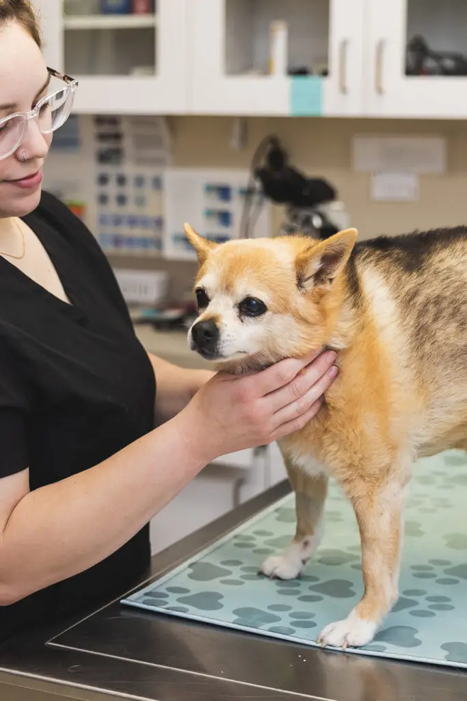 A senior chihuahua is examined by veterinary staff in Eldersburg, MD.