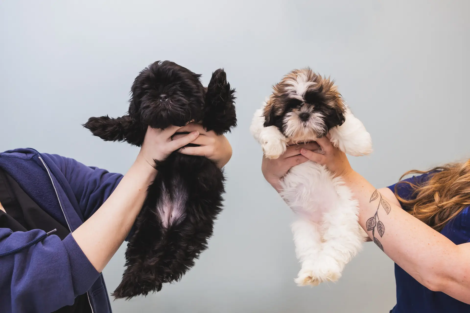 Two puppies are held up together at Eldersburg Veterinary Hospital in MD.